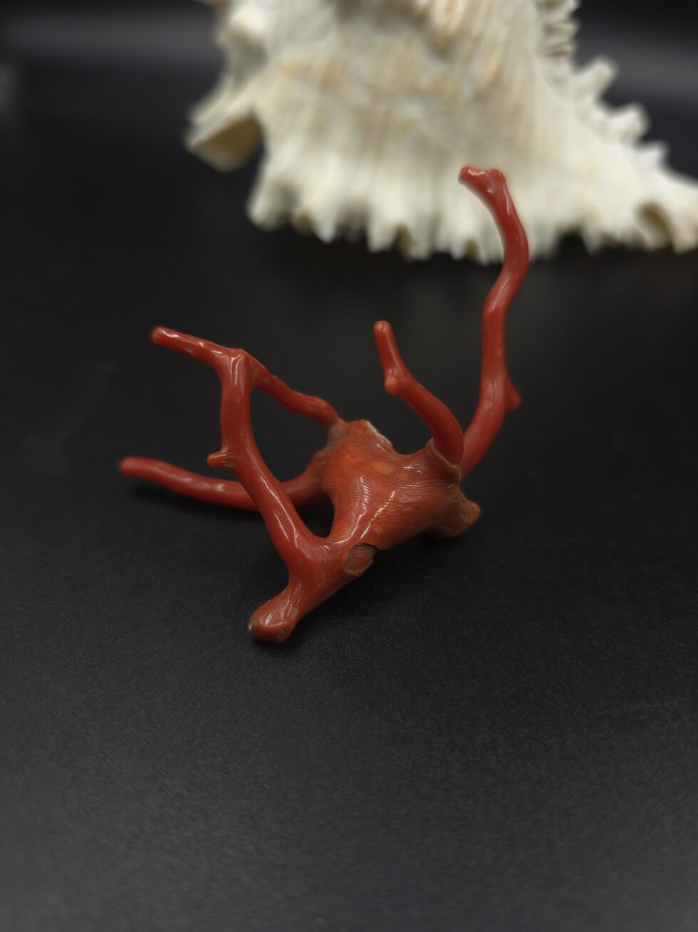 Natural Italian red coral polished branch with organic shape non heated untreated