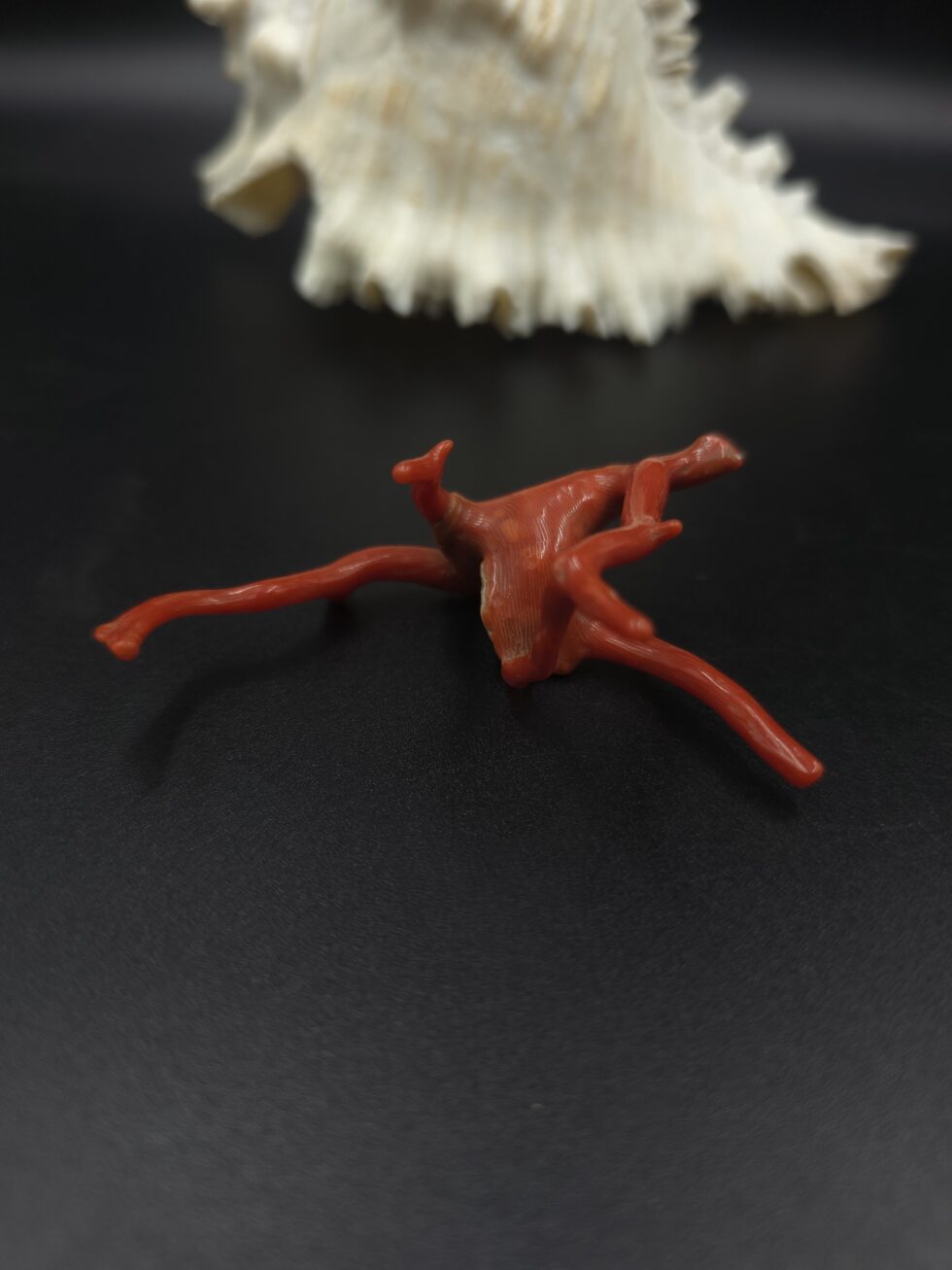 Natural Italian red coral polished branch with organic shape non heated untreated
