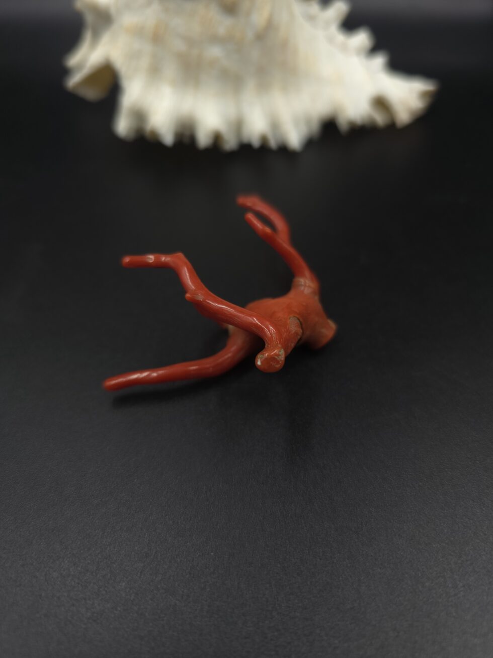 Natural Italian red coral polished branch with organic shape non heated untreated