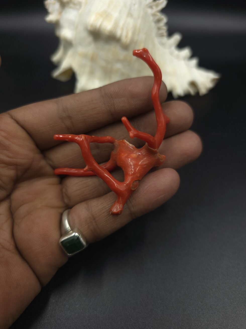 Natural Italian red coral polished branch with organic shape non heated untreated