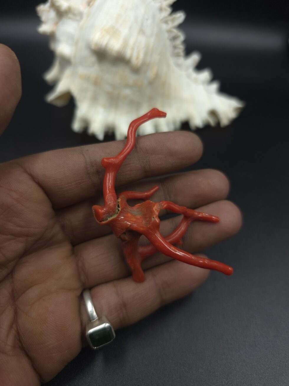 Natural Italian red coral polished branch with organic shape non heated untreated