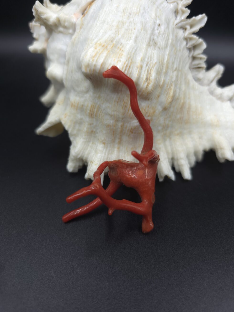 Natural Italian red coral polished branch with organic shape non heated untreated